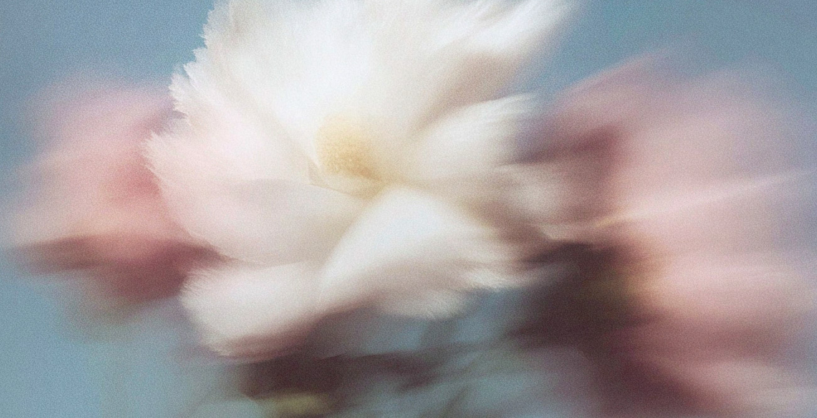 Abstract soft-focus white flower against muted pink and blue tones.